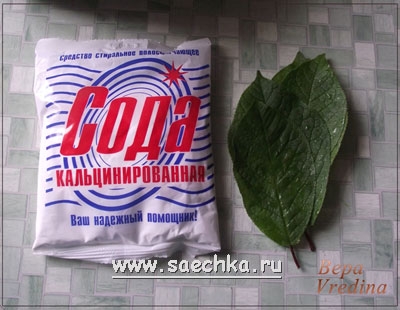 скелет листочка