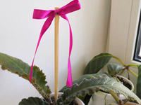 Простое украшение для комнатных растений