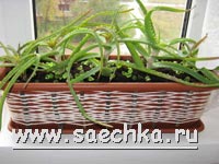 Украшение обычного горшка для цветов