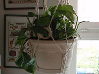 Кашпо для домашних растений